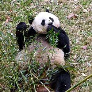 Mei Xiang - Asia Trail