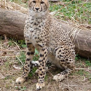 Young Cheetah, Cheetah Conservation Station