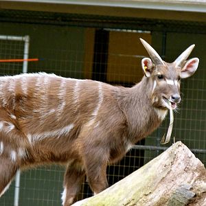 Sitatunga, Cheetah Conservation Station