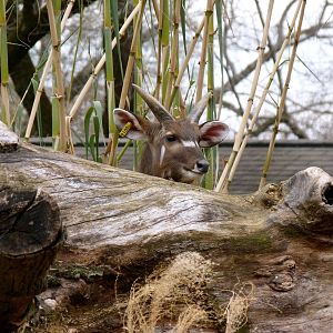 Sitatunga, Cheetah Conservation Station