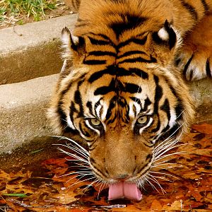 Male Sumatran Tiger, Big Cats