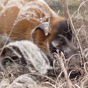 Red River Hog, Cheetah Conservation Station