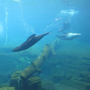 Fur Seals and Sea Lion - Auckland Zoo 2012