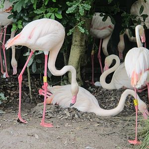 Greater Flamingoes Nesting - Auckland Zoo 2012