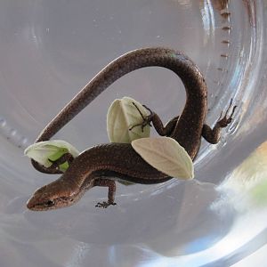 Rainbow Skink (Lampropholis delicata)