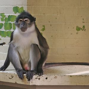 White-naped Mangabey (Cercocebus atys lunulatus)