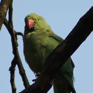 ring-necked parakeet