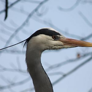 grey heron