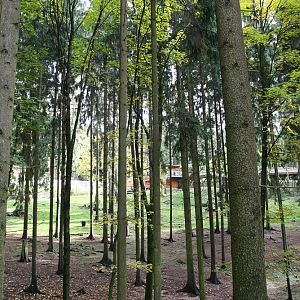 American Black Bear enclosure
