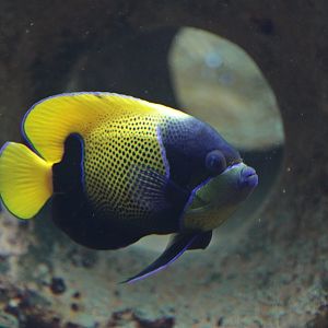 Blue-girdled Angelfish (Pomacanthus navarchus)