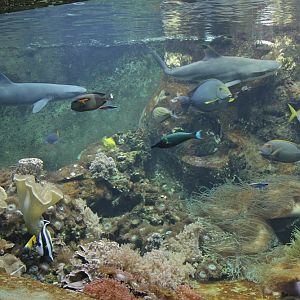 The biggest aquarium