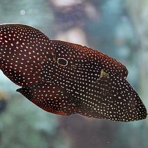 Comet or Marine Betta (Calloplesiops altivelis)