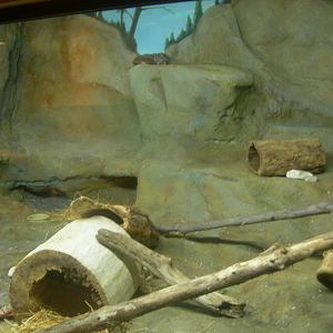 Bobcat Exhibit