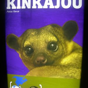 Kinkajou Sign