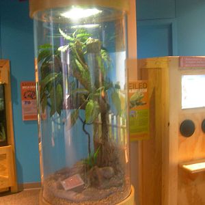 Veiled Chameleon Exhibit