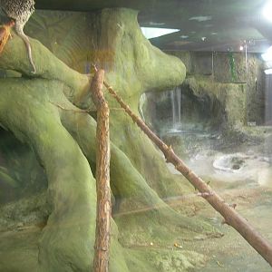 Prenensile-tailed Porcupine,Brazilian Agouti and Baker's spiny-tailed Iguan