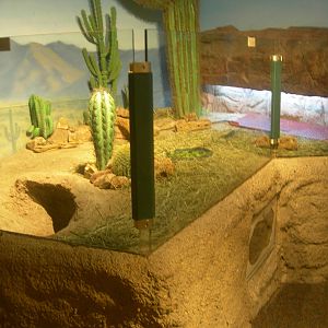 Desert Tortoise exhibit