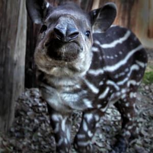 friendly baby tapir