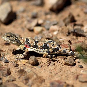 Mongolia reptile