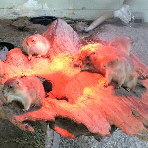 Prairie Dogs