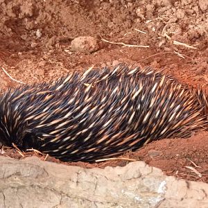 Echidna, 9 January 2013