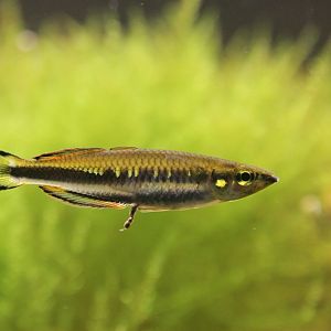 Red-tailed Silverside (Bedotia geayi)