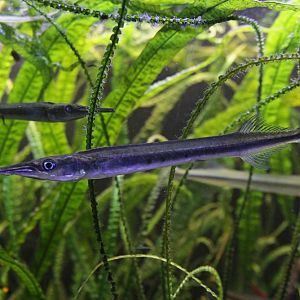 Freshwater garfish (Xenentodon cancila)