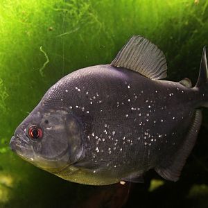 Red-eye Piranha (Serrasalmus rhombeus)