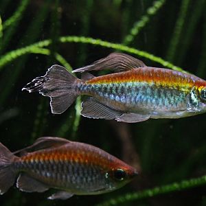 Congo Tetra (Phenacogrammus interruptus)