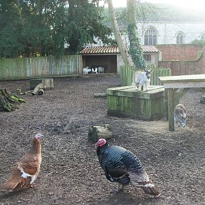 Farm paddock 4th January 2013