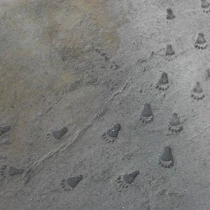 Decoration in footpath 4th January 2013