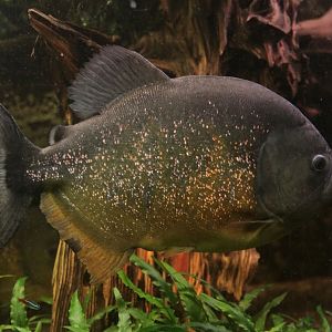 Sa Francisco Piranha (Pygocentrus piraya)