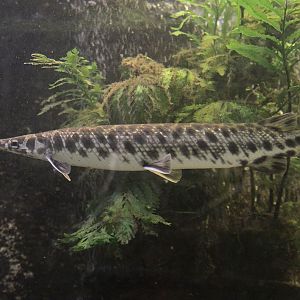 Cuban Gar (Atractosteus tristoechus)