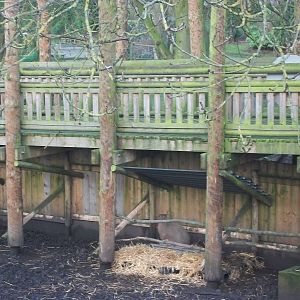 Capybara shelter 4th January 2013