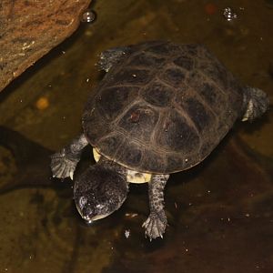 Zulia Toad-headed Turtle (Phrynops zuliae / Mesoclemmys zuliae)