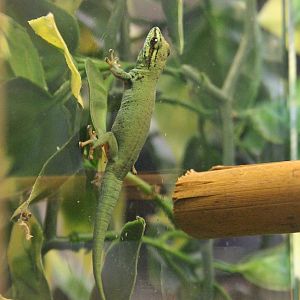 William's Dwarf Gecko (Lygodactylus williamsi)
