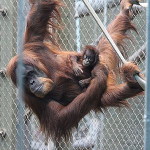Sumatran Orangutan baby