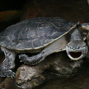 Hilaires Side-necked Turtle (Phrynops hilarii)