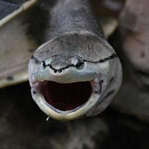 Hilaires Side-necked Turtle (Phrynops hilarii)