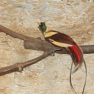 Red Bird of Paradise