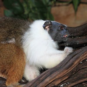 Pied Tamarin