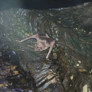 Common Vampire Bat