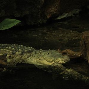 Orinoco Crocodile