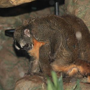 Nancy Ma's Owl Monkey