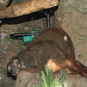 Nancy Ma's Owl Monkey