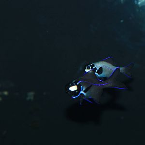 Flashlight Fish