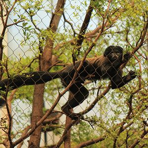 Red-Backed Bearded Saki