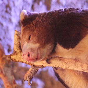 Matschie's Tree Kangaroo