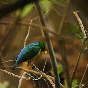 Blue-Naped Cholophonia