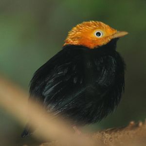 Northern Golden-breasted Manakin